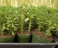 Euphorbia Guentheri